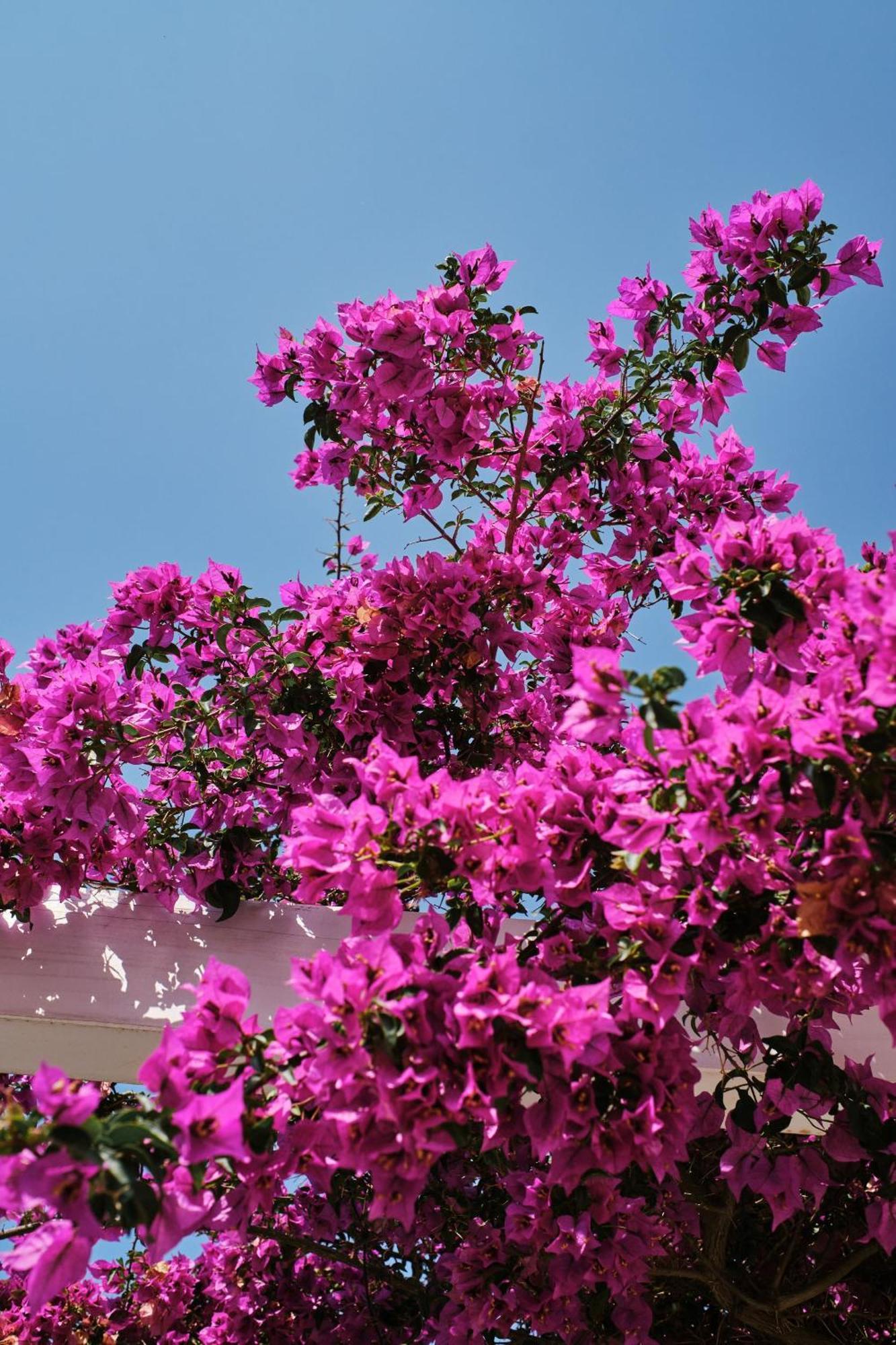 Prinsotel Mal Pas - Adults Only Alcudia  Exterior foto
